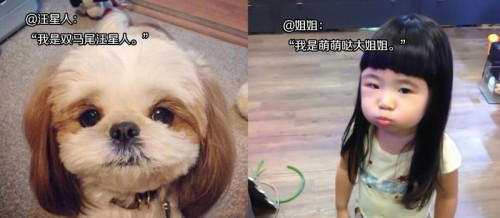 双马尾汪星人和萌萌哒大姐姐