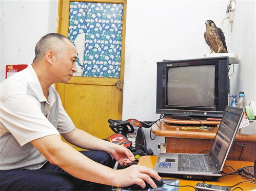 雀鹰陪伴着刘开全上网