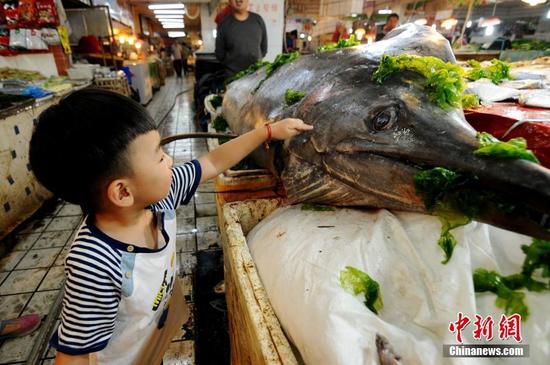 青岛渔民捕获412斤重“箭鱼王”