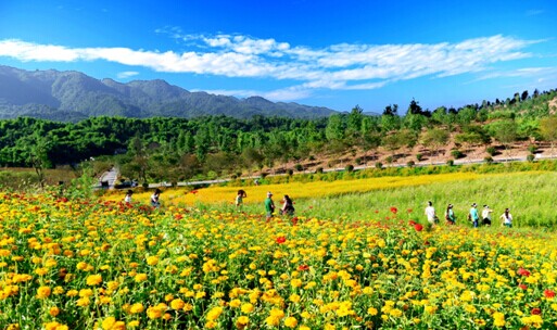 国庆新去处 市民可到铜梁观赏秋季花海