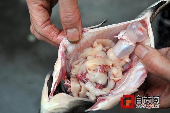 自贡市民买来鲫鱼 剖开鱼肚现半米长寄生虫(图)_新浪四川_新浪网