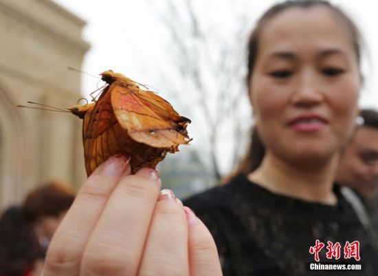 科普展放飞万只蝴蝶引市民哄抢抓捕