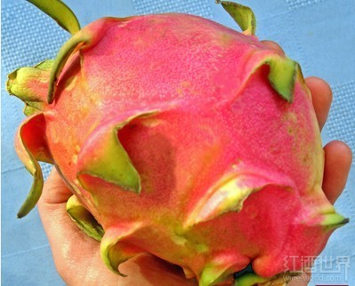 巧吃火龙果的8个步骤 |火龙果|步骤|火龙果怎么