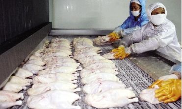 鸭肉速冻车间。本版图片 本报记者 孙辰 摄