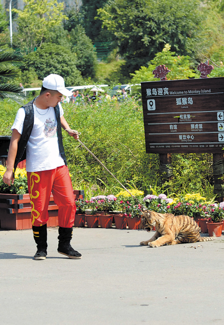昨日中午，在长沙生态动物园，这只受到惊吓的小老虎被驯养员硬生生拉着拖行。均为首席记者石祯专 摄