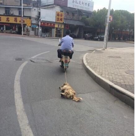 网曝福州老人骑电动车虐狗 致腹部血肉模糊(图