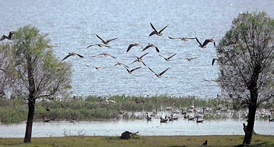 东洞庭湖湿地上空一群越冬候鸟在盘旋(李尕 摄)