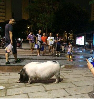 正散步的小香猪