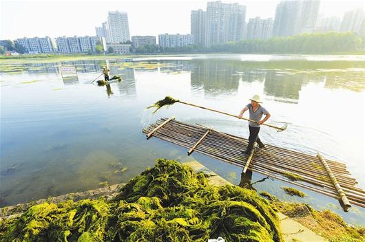 图为：工人在清理晒湖里的水藻、浮萍 （记者曹大鹏摄）