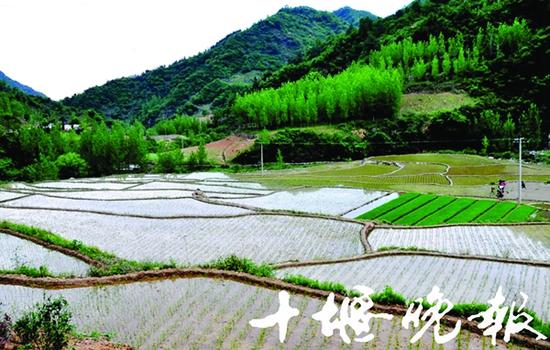 郧县胭脂米身价一年涨近百倍 每斤售价200元