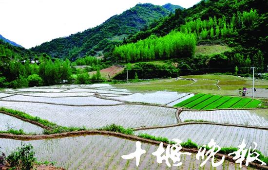 胭脂米稻田