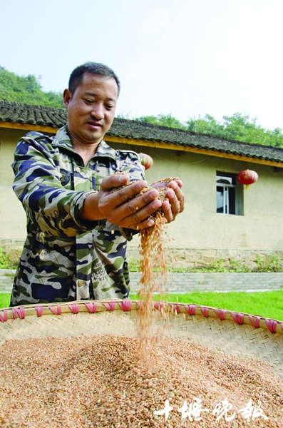 胭脂米丰收
