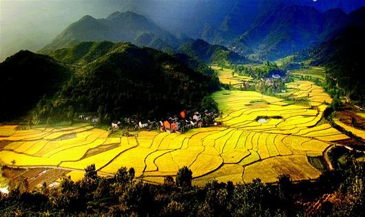 图为：大悟县稻田景观。 （本报资料照片）