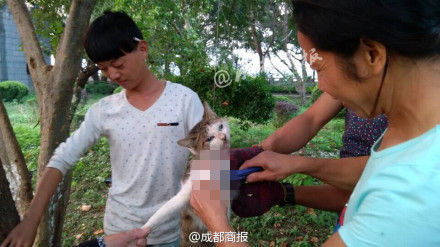 数名男女温州景区虐猫用美工刀活剥猫皮