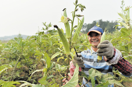 浏阳淳口，当地农民正在采摘洋辣椒。 陈飞 摄