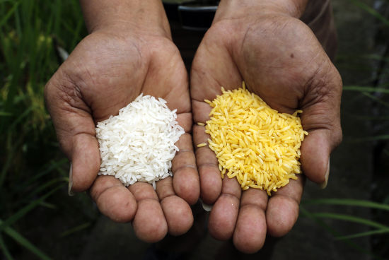黄金大米(右)与普通大米(左)的比较。黄金大米(英语:Golden Rice)是一种转基因稻米品种，由美国先正达种子公司参与研发。