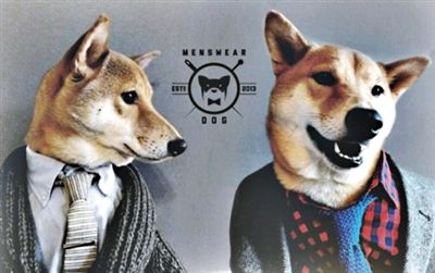 美国纽约4岁柴犬Bodhi在纽约时尚圈非常有名