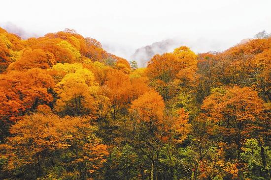 米仓山红叶
