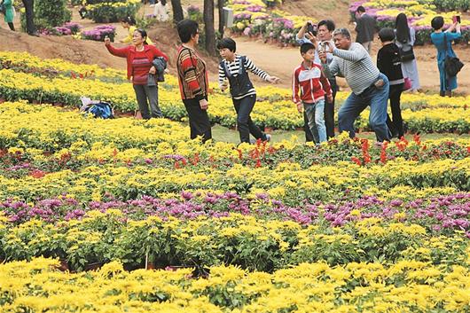 湖北最大规模菊花展掀盖头 三万游客争相赏菊_新浪湖北_新浪网
