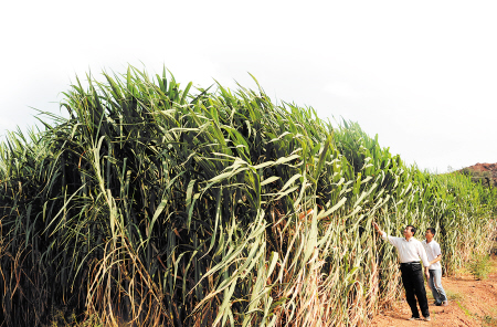 长沙人培育出神奇速生草 捕碳超过森林百倍