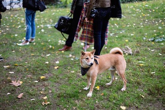 美国纽约4岁柴犬被称男装犬模 月入九万