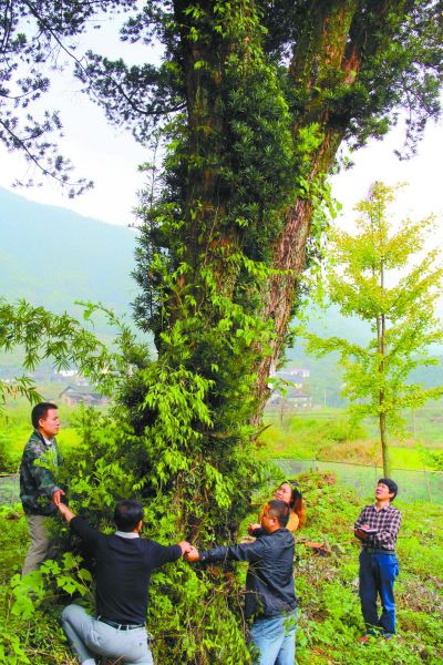 千年罗汉松枝繁叶茂,生机盎然。 杨万里 摄