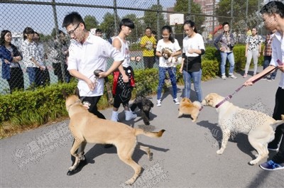 温州科技职业学院学生带着宠物狗上课