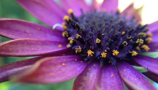 Olloclip附加镜样张