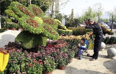 湖上菊花别样黄