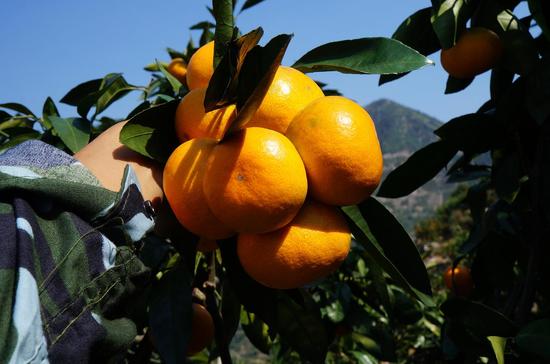 住临海锦江之星 品正宗涌泉蜜桔