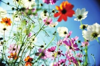 福州秋季美景地图出炉 南江滨栽百棵银杏树