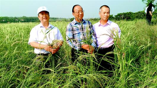 圖為：段洪波(左)、謝華安院士(中)、陳日勝在“海水稻”稻田。