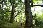 贵州岑巩现两千年树龄亚洲最大红豆杉(图)