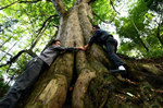 贵州岑巩现两千年树龄亚洲最大红豆杉(图)