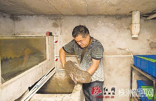 贺乐在家中养殖的娃娃鱼种鱼足足有近1米长,一条的价格达到几万元。汪成 摄