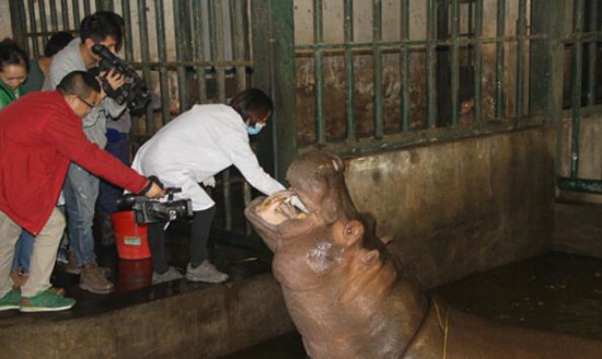 河马口腔检查
