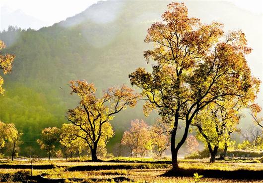 图为：圣人堂村红叶美景