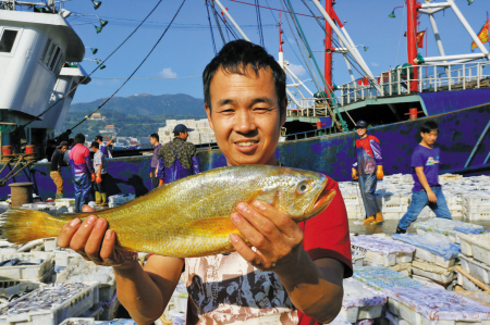 最近,在象山石浦,有渔船捕获了一条特大野生黄鱼,据称重达5斤。 通讯员 谢定伟 摄