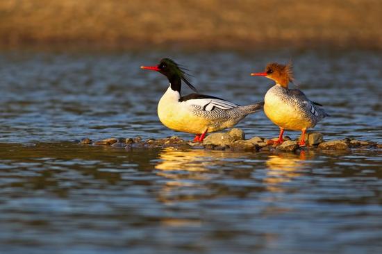 怀化沅陵惊现“鸟中大熊猫”中华秋沙鸭