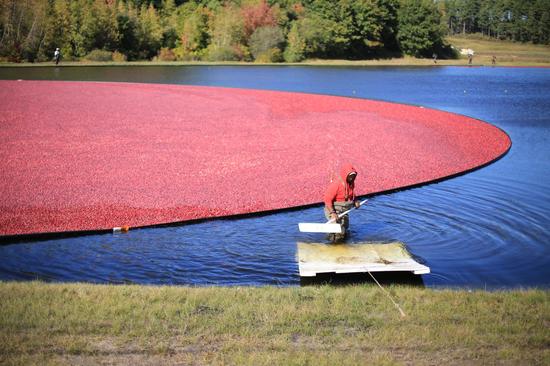 蔓越莓生产过程探秘|蔓越莓