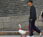 市民上街遛鵝 賺足回頭率