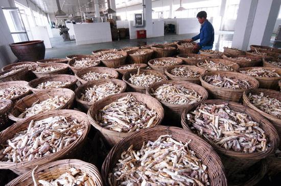 国内某中药饮片厂的生产车间,工人们正在准备将怀山药加工成饮片。