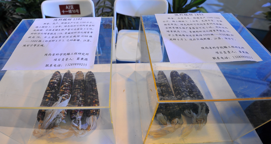 “陜科糯甜1502”和“陜科糯甜1802”玉米