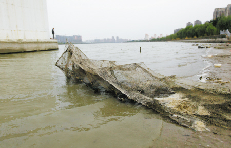 退潮时,青林湾大桥下露出来的地笼网。记者 许天长 摄