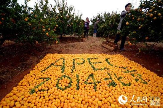 南丰橘农摆“APEC”造型 赚足游客眼球
