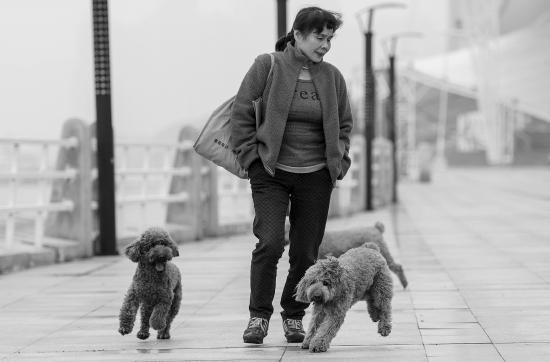 11月8日，长沙风帆广场，市民带着狗在散步。图/实习生杨杨记者杨旭