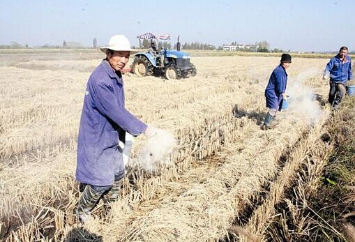 图为：收割机在前面收割，农民接着就在秸秆上撒上腐熟剂 (记者饶纯武、李光正摄)