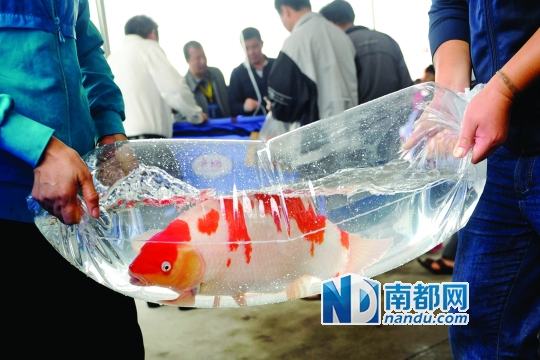 工作人员抬着参赛的锦鲤准备放入鱼缸内。 南都记者 叶志文 摄