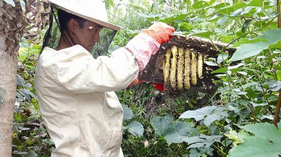 十堰房县3万公斤土蜂蜜愁销路(图)