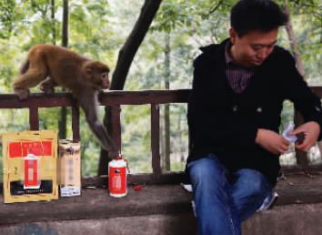 游客黔灵山被偷袭 猴子把酒抢去排队喝